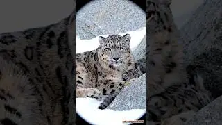 -50 кто из них выживет если останется один? #animals #дикаяприрода #wildlife