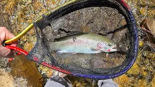 Rainbows, Clouds, and Rain. Rainbow Trout &ndash; Fishing Arizona&rsquo;s High Country