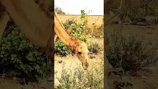 Camels Of The Sahel @fearlessandfar @JoeHattab @drewbinsky #adventure #africanvillagelife
