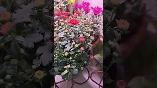 plants under grow light