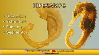 NEUROANATOMÍA | HIPOCAMPO (Formación hipocampal, giro dentado, fimbria del hipocampo)
