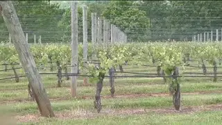 Wine Enthusiast Magazine nominates Charlottesville as a top wine region