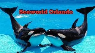 Orca😘🐬SeaWorld dolphin's show live#dolphinshow#sealife#animals#orcaencounter#shortvideo#shorts#viral