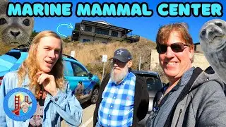 Inside Look: Saving Marine Wildlife at The Marine Mammal Center