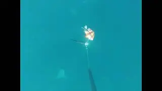 Shark Deterrents Rpelx  : Fishing Research&ndash;Townsville Australia