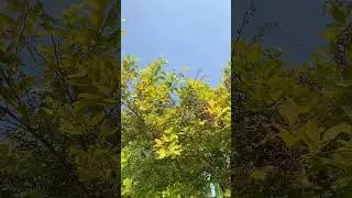 Blue ~ #nature#solitude#music #sky#garden#flowers#tree#trees#green#leaves#winter#blue#birds#bird#fly