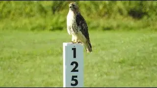 Buse &agrave; queue rousse / Red-tailed Hawk  🏌️&zwj;♂️⛳️ Birdie !!!