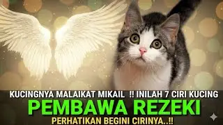 Utusan Langit? Inilah Rahasia Kucing yang Mendatangkan Rahmat Allah ke Dalam Rumah