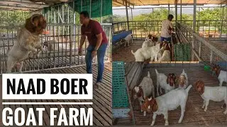 Naad Boer Goat Farm - Konkan me goatfarm kaise shuru karein #agroentertainment