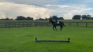 SHEDEVR (GB) - Adoptable Thoroughbred Gelding - New Vocations