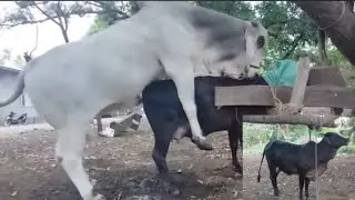 Lovely cow mating moment video shoot #animals #virals #cow #video #love #bull 