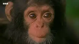 Lets help the Primates