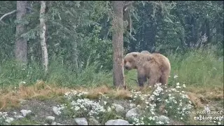 482M Eats a Fish Under the Tree - July 27, 2025 (explore.org)