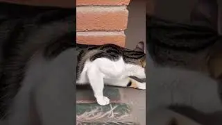 paloma bla #kalunewsong #cat #love nca #cat #funny