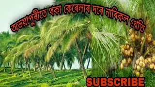 Abhayapuri coconut farm. Natural view of coconut farm.