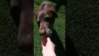 My #dog  eats a #tomato 🍅🐕#shorts