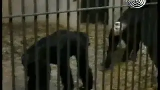 1992. 12. Bojovic o Samijevom grobu i drvetu svog detinjstva