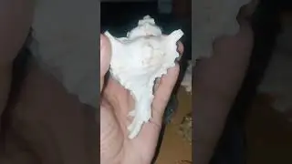 Chicoreus ramosus.