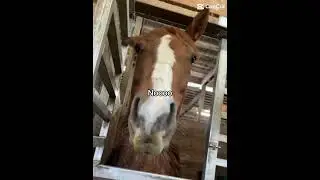 #capcut #horse #foryou #equestrian #horseriding #chestnut #mare #horselover #fypシ #fyp  #marsbar