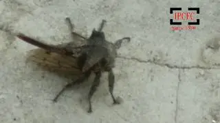 Insect   Pest   Indian Pest Control | Pest control | Termite Control | Insect