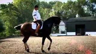 Dancing Horses