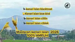 KENARI ISIAN MEWAH 2026 isian,blackthroat,lovebird,cililin,ciblek,cocokutk burung paud,males bunyi