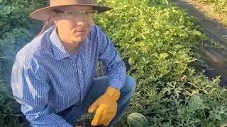 How to pick a watermelon 