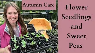 October In The Greenhouse | Cool Flower Hardy Annual Flower Seedlings and Sweet Pea Flower Update