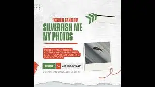 Protect Your Photos From Silverfish Infestation