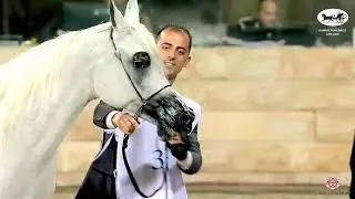 N386 AL MAZYOUNA - Kuwait Purebred Arabian Horses Show 2022 - Mares 7+ Years Old (Class 7B)