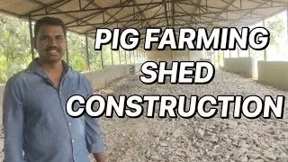 Pig Farming Shed Construction in Telugu Full details  || #pigfarmvideo #shedconstruction #pigglets