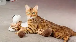 Amazing Facts About Bengal Cats 🐱
