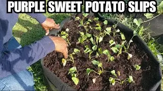 HOW TO PLANT PURPLE SWEET POTATO SLIPS | MY FERTILIZER | 1 ACRE FOOD FOREST