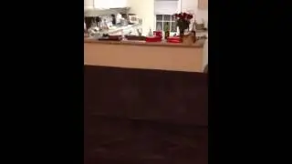 Cat jump fail sail awolnation