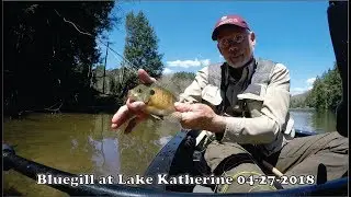Fly rodding for bluegill