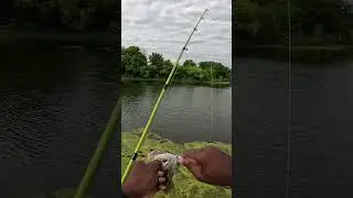 The 6th Sense Swimbait is on fire
