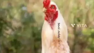 Sandai Seval Mass dialogue WhatsApp status 😡😡🔥🔥🔥🔥🔥🔥🔥💯💯👑🗡️😡