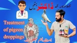 Pigeons respiratory and digestive problems گرمیوں میں بند پوٹ طا لگنا سانس کے مسائیل علاج