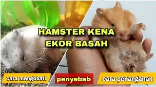 🔴 HAMSTER TERKENA EKOR BASAH ‼️ Begini cara penanganan nya