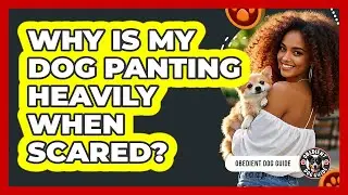 Why Is My Dog Panting Heavily When Scared?