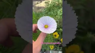 Cosmos Cupcake finally flowering! 💓