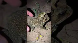 Funny Frog Driving Frog | prank frogs funny | catch frogs funny | tep longheng funny
