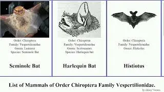 Mammals of Order Chiroptera Family Vespertilionidae bat myotis pipistrelle big-eared yellow house