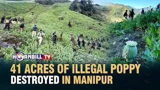 41 ACRES OF ILLEGAL POPPY DESTROYED IN MANIPUR