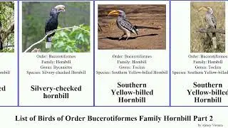 List of Birds of Order Bucerotiformes Family Hornbill Part 2 tockus red-billed southern panini