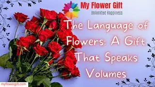 The Language of Flowers: A Gift That Speaks Volumes | Flowers Language | Flower as Gift