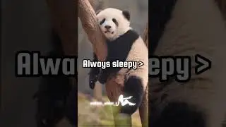 5. signs you are a panda.... 🐼✨|#aesthetic #explore #trending #viral #fypシ #views #relatable #shorts