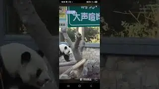 阿三看熊貓錄頻分享🐼 2月2號 小萌蘭日常活動時間
