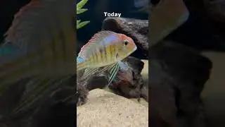 My Geophagus Tapajos Growth Over 3.5 Years