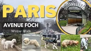 A walk on Avenue Foch, Paris (Jan 2023) - Don&rsquo;t miss the cute dogs